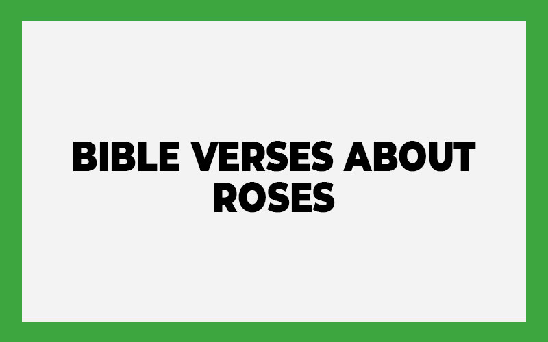 Bible Verses About Roses